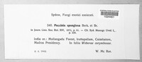 Puccinia spongiosa image